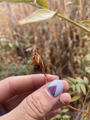 Glycyrrhiza lepidota