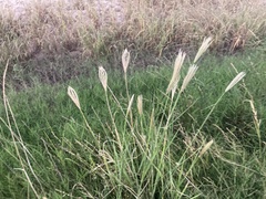 Chloris