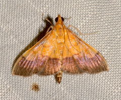 Pyrausta bicoloralis