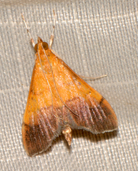 Pyrausta bicoloralis