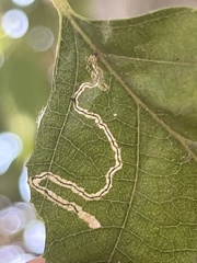 Nepticuloidea