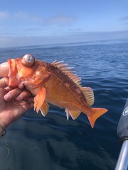 Sebastes chlorostictus