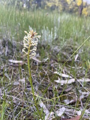 Stackhousia monogyna