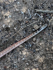 Masticophis flagellum piceus