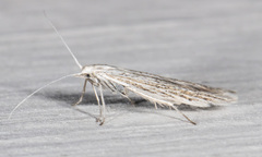 Coleophora quadruplex