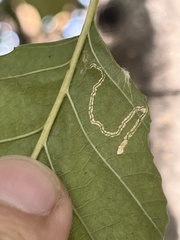 Nepticuloidea
