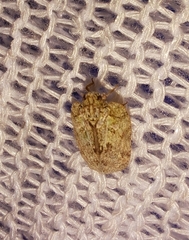 Flatoidinus punctatus