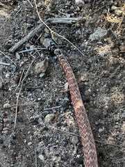 Masticophis flagellum piceus