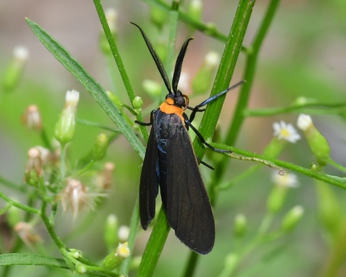 Yellow-collared Scape Moth, photo 6 of 9