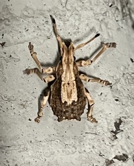 Episomus chinensis
