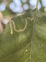 Nepticuloidea