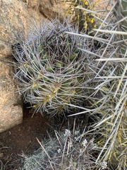 Eriosyce paucicostata