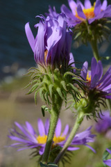 Dieteria bigelovii