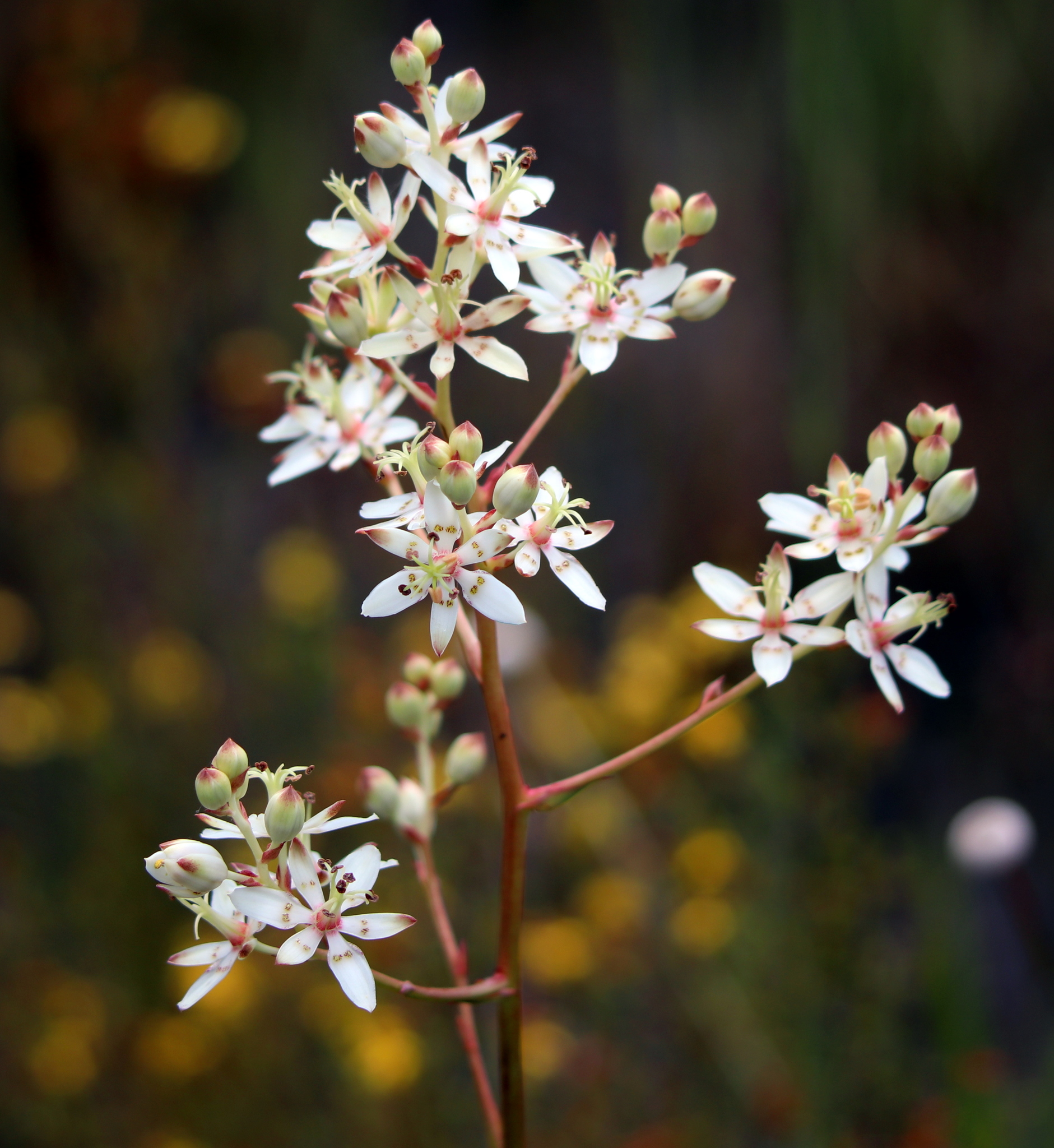 Zigadenus glaberrimus