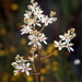 Sandbog Death Camas - Photo (c) Lauren McLaurin, some rights reserved (CC BY), uploaded by Lauren McLaurin