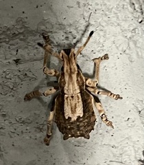 Episomus chinensis