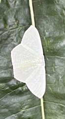 Geometridae