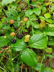 Rubus flagellaris