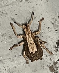 Episomus chinensis