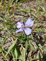 Herbertia darwinii