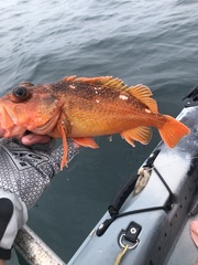 Sebastes constellatus