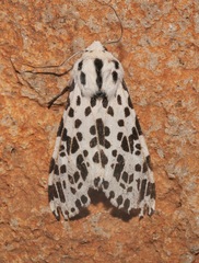 Hypercompe permaculata