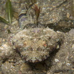 Thysanophrys cirronasus