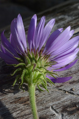 Dieteria bigelovii