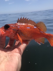 Sebastes rosaceus
