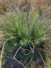 Lessingianthus plantaginodes