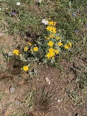 Eriophyllum