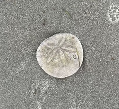 Dendraster excentricus