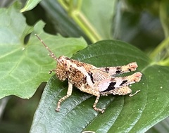 Xenocatantops humilis