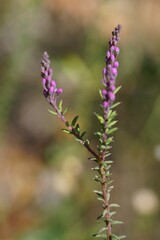 Comesperma ericinum