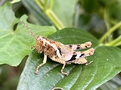 Xenocatantops humilis