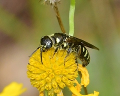 Myzininae
