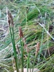 Eleocharis palustris