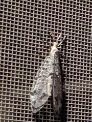 Dendroleon obsoletus