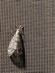 Dendroleon obsoletus