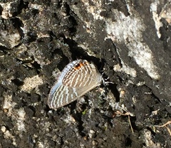 Jamides celeno aelianus