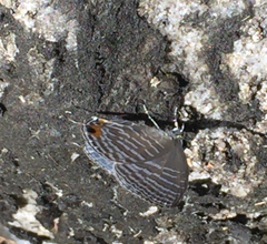 Jamides celeno aelianus