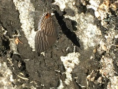 Jamides celeno aelianus