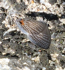 Jamides celeno aelianus