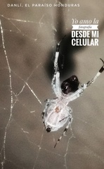 Zosis geniculata