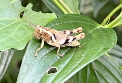 Xenocatantops humilis