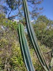 Cereus hildmannianus