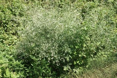 Parthenium hysterophorus
