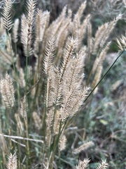 Agropyron