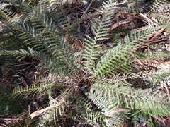 Polystichum proliferum
