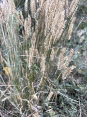 Agropyron